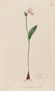 Illustration of Pogonia ophioglossoides